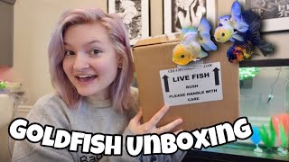 Unboxing TWO New Fancy Goldfish + Fish Updates ✨