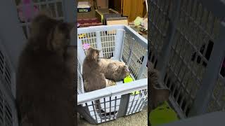 The last video of all four kittens together