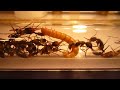 Harpegnathos venator vs mealworm