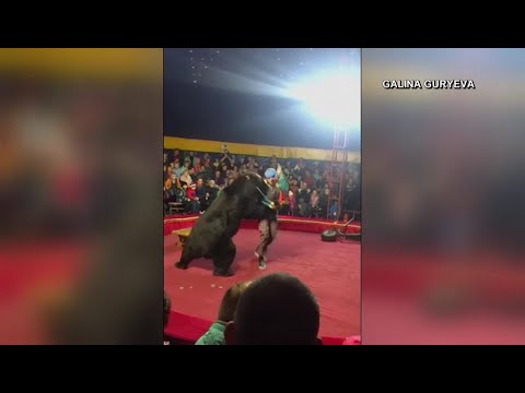 Bear attacks Russian circus handler