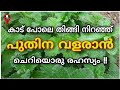 പൊന്തക്കാട് പോലെ പുതിന കൃഷി | Puthina krishi malayalam | Mint cultivation and farming Prs kitchen