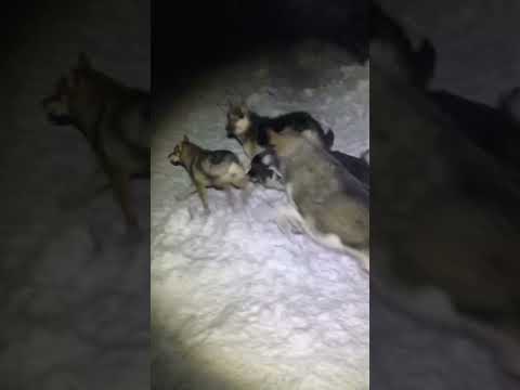 Собачья свадьба #собака #shors