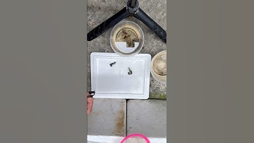 Tỉa đuôi cho cá bảy màu rồng đỏ. #manhguppytb #guppy #ca7mau #aquarium #cabaymau