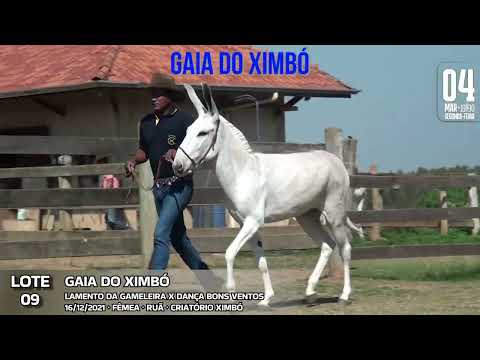 GAIA DO XIMBÓ