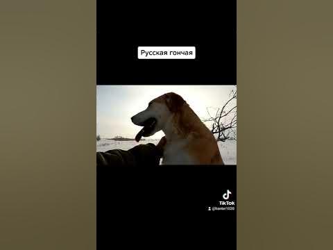 Что за лев этот тигр. - YouTube