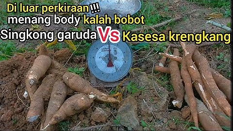 singkong garuda vs singkong kasesa setengah krengkang