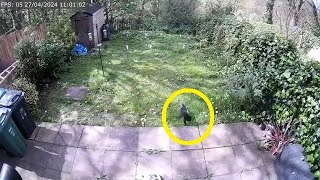 Cats vs Unexpected Visitor | Manchester Moggies