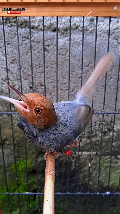 prenjak merah tarung ngotot #kicaumania#prenjakgacor#birds#prenjakkepalamerah#shorts