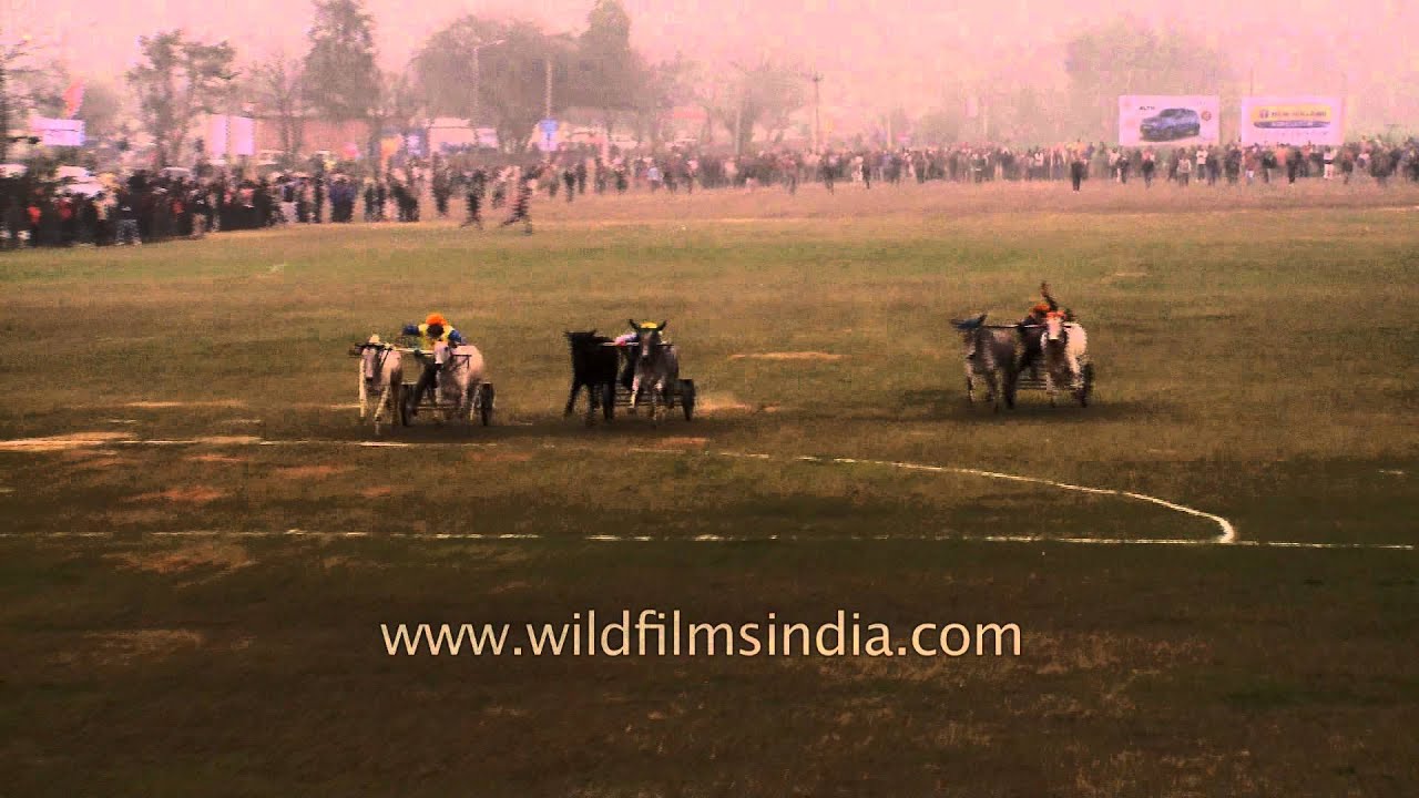 Bullock cart race a traditional sport of Punjab