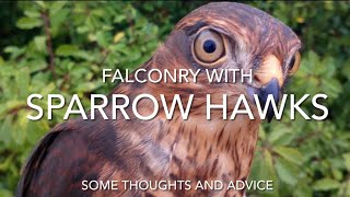 FALCONRY: Sparrowhawks, some thoughts…