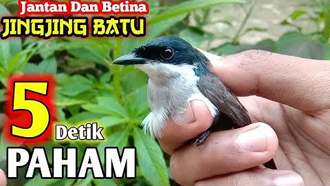 Simpel Mengetahui Jantan Dan Betina Jingjing Batu || Terbaru 2021