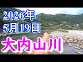 鮎釣り 背がかりDNA鮎を釣る 20㎝渇水 田垣外 大内山川 2026年
