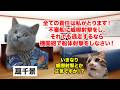 【扇千景】某国の謎の不審船を完膚無きまで撃沈！？日本のサッチャーと呼ばれた女性政治家 #猫マニ #猫ミーム