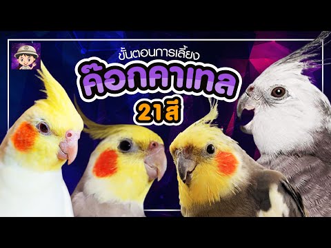 นกเเก้วค๊อกคาเทล Cockatiel  ที่นิยม 21 สี