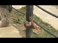 生後1ヶ月半の赤ちゃん猿はまだまだ小さくてかわいい🐵A one and a half month old baby monkey is still small and cute