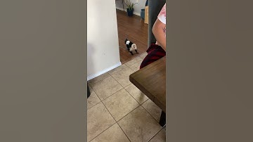 Squirrel monkey and capuchin monkey