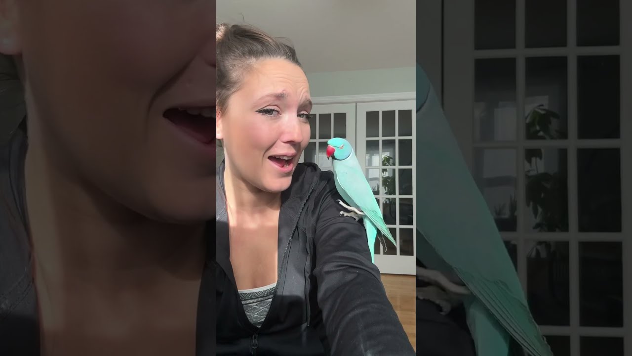 Check Out My Wing Parrot Birds