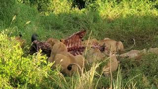 Lions eating the kill around Serengeti national park ,,like,comment,share and subscribe my channel