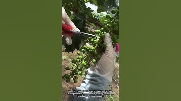 Thinning Grape Clusters to Improve Fruit Quality