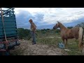 JOÃO DO Ô PEGA OVELHA DE UM LAÇO SO PARA CURAR BICHEIRA E PREPARA CAVALO PARA VAQUEJADA,SOLEDADE,PB.