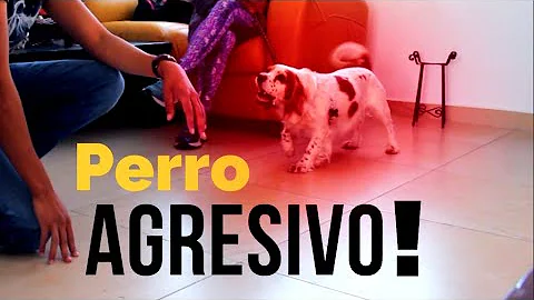 ¿Cómo se acicala a un perro violento?