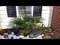 Hardy Palm Trees 2nd Year Time Lapse 2020