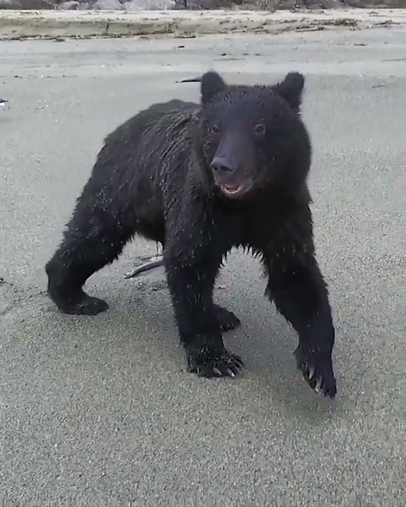 НАПАДЕНИЕ МЕДВЕДЯ 🐻 - YouTube