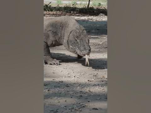 Can a Human Survive A Komodo Dragon - Some Facts - Info - Detail #
