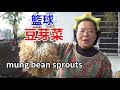 (阿美美)籃球豆芽菜how to  mung bean sprouts  Panci kacang ถั่วงอก Tauge 콩나물 在家種菜 陽台種菜