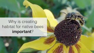 Creating Habitat for Native Bees in Texas