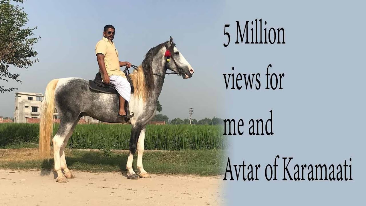 ride with stallion Marwari Avtar of Karamaati