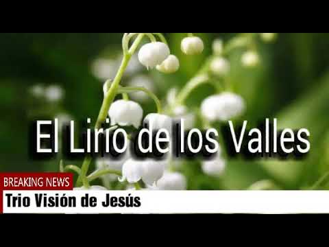 Video: Lirio De Los Valles