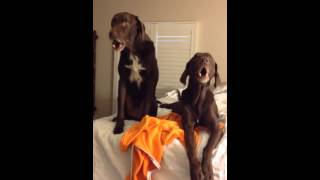 Howling Hounds . . . so hysterical!