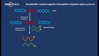 Streptavidin Magnetic Beads Targeted Capture Process