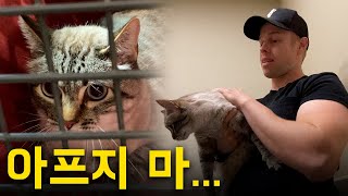 저희집 고양이, 닐라바의 심장 소리가 이상하대요