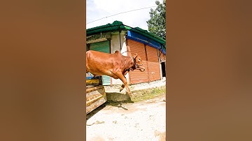 Cow Videos || Cow Jumping 224 😅 #shorts #cow #cowvideos #funnycowvideos