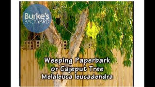 Weeping Paperbark (Cajeput Tree) Melaleuca leucadendra Burke's Backyard by BurkesBackyard 171 views 1 month ago 1 minute, 28 seconds