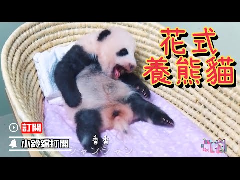 《熊貓主題趴》旅居海外的熊貓生活大不同 | iPanda熊貓頻道