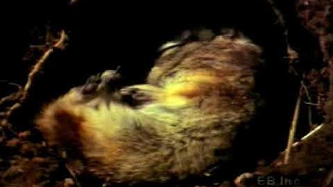 Ground Squirrel Hibernation