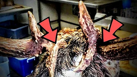 MULTIPLE ways to cut around antlers to MAKE STITCHING SIMPLE! ***SUPER EASY*** WHITETAIL TAXIDERMY!