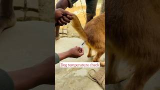 Dog Temperature Check  Dog Ka Temperature Kaise Check Kare  dog  temperature fever shorts