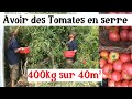 Cultiver les Tomates en Serre (et récolter énormément !)