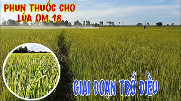 Lúa om 18 vụ hè Thu trổ điều cần phun thuốc gì để lúa đạt năng suất cao || lê chung vlog