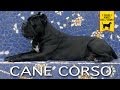 CANE CORSO ITALIANO trailer documentario (Prima Edizione)