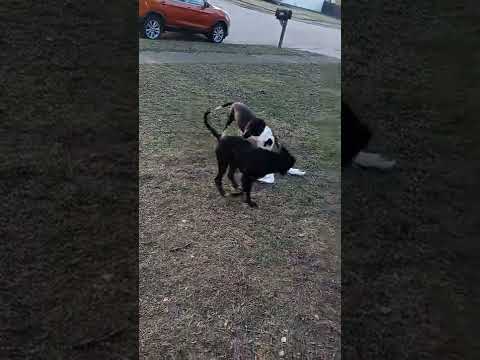 Eli breed pit bull 5 months💯💯💯💯