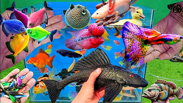 Video tổng hợp cá cảnh đẹp, vịt, vịt con, cá koi, cá trê, cá da trơn, cá nóc