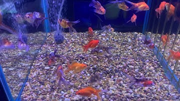 Increased temperature will lower dissolved oxygen level for fish!