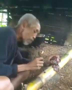 Story WA kakek main meriam bambu