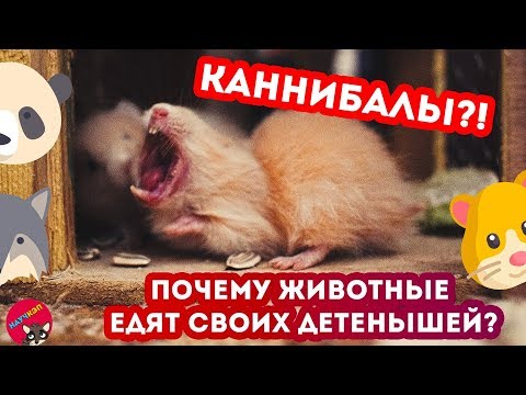 Почему животные ЕДЯТ своих детенышей?
