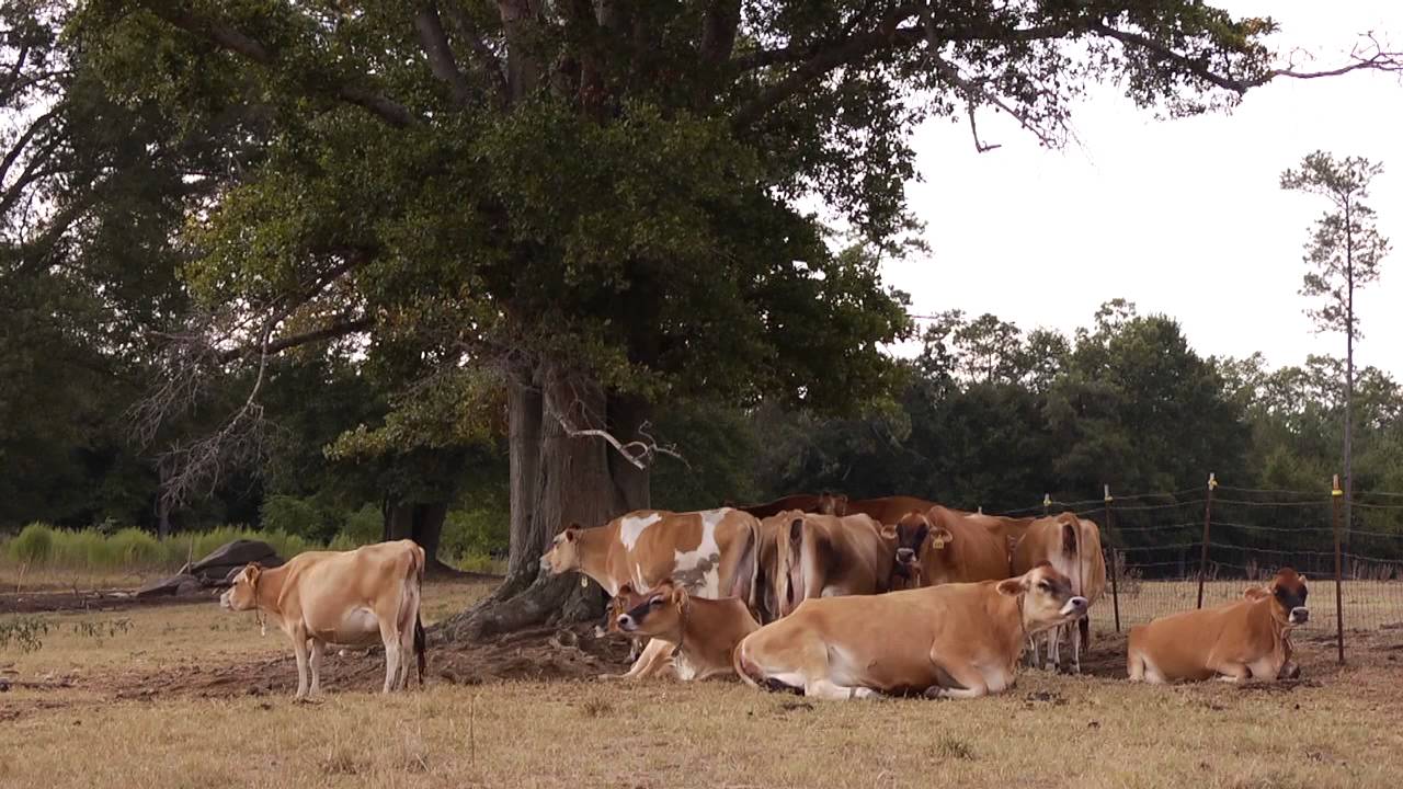 Meet the Ettinger Dairy Farm Family from South Carolina